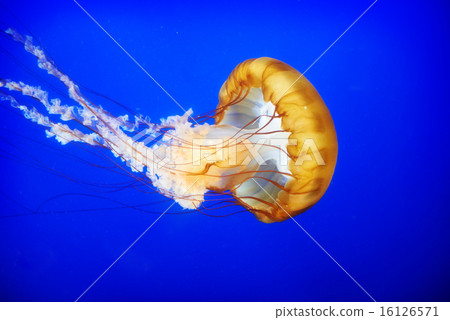 Orange jellyfish (Chrysaora fuscescens) Orange jellyfish (Chrysaora fuscescens) 16126571
