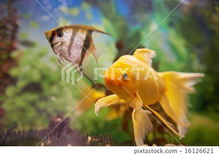 Colorful fishes in aquarium 16126621
