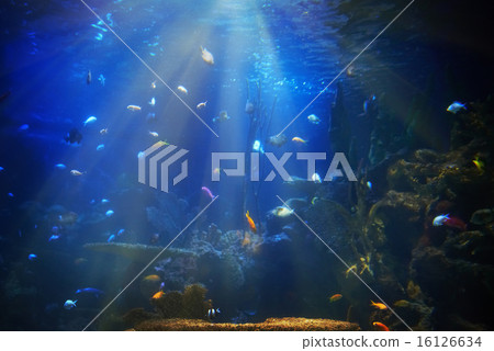 Tropical fish near coral reef Tropical fish near coral reef 16126634