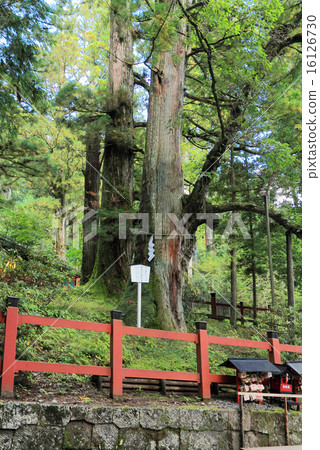 結婚的岡美 16126730