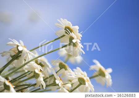 Flowers toward the sky 16126883