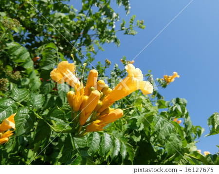 Yellow trumpet Yellow trumpet 16127675
