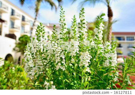 Angelonia Angelonia 16127811