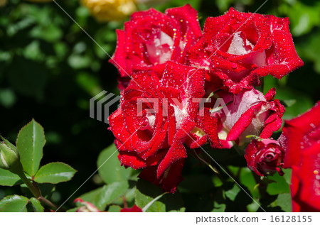 roses on a bush roses on a bush 16128155