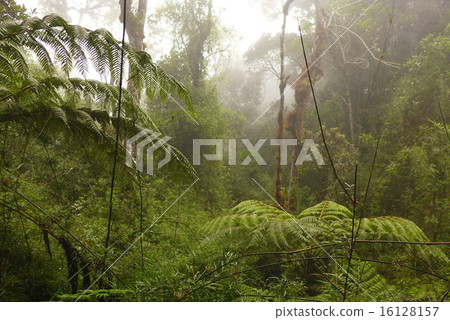 tropical rain forest 16128157