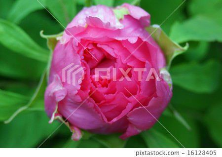 Open peony Open peony 16128405