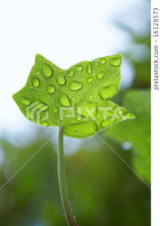 常春藤葉雨滴 16128573
