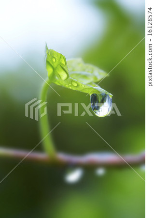 常春藤葉雨滴 16128574