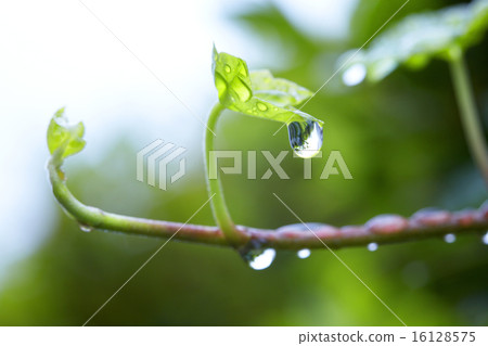 常春藤葉雨滴 16128575