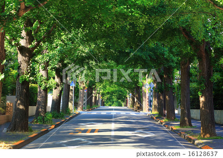 Gingko lined with early summer 16128637