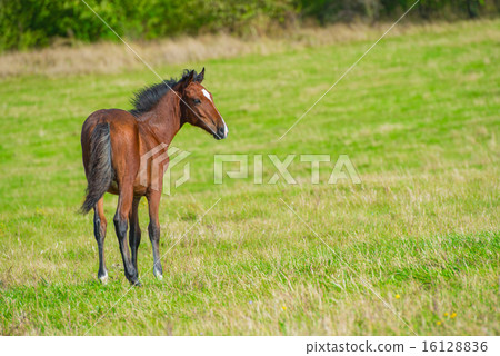 Dark bay horse 16128836