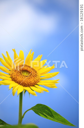 Sunflower flower 16129191