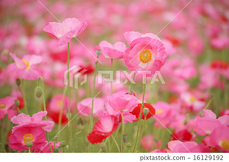 Poppy field 16129192