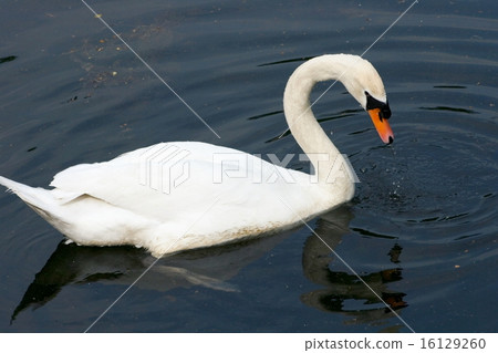 Mute Swan  (Cygnus olor) 16129260