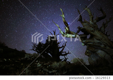 5000 Year-old Tree with Stars 16129313