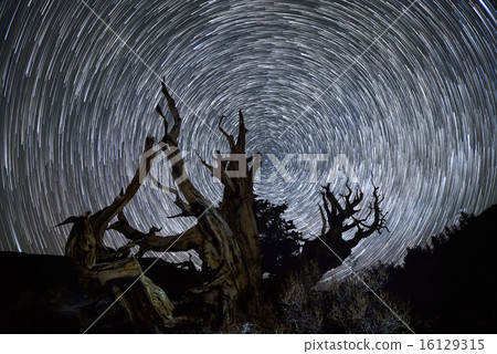 Star Trails over Ancient Bristlecone Pine Tree Star Trails over Ancient Bristlecone Pine Tree 16129315