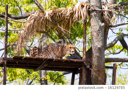 Yokohama Zoo Zoorasia | Cheetah Yokohama Zoo Zoorasia | Cheetah 16129785