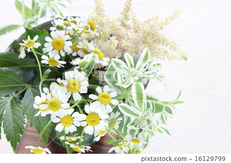 母系的Hatoyuki，Astilbe和Ikazaki（橫向大） 16129799