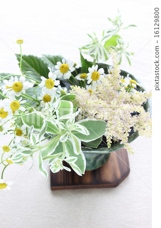 Hazyuki，Astilube和Matriarcharia的插花（垂直部分的中間部分） 16129800