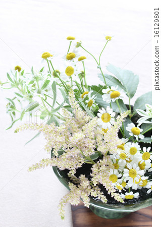 Hazyuki，Astilbe和Matriarcharia的插花（從右上到左下） 16129801