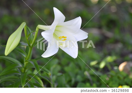 easter lily 16129898