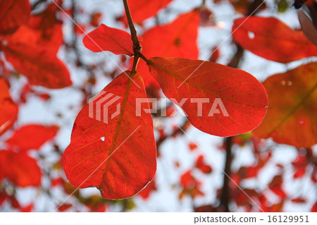 bengal almond bengal almond 16129951