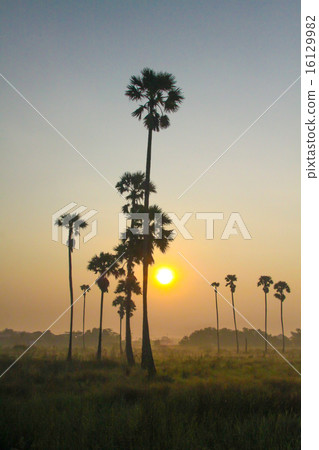 sugar palm trees 16129982