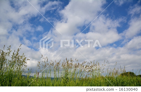 Summer grass sky Summer grass sky 16130040