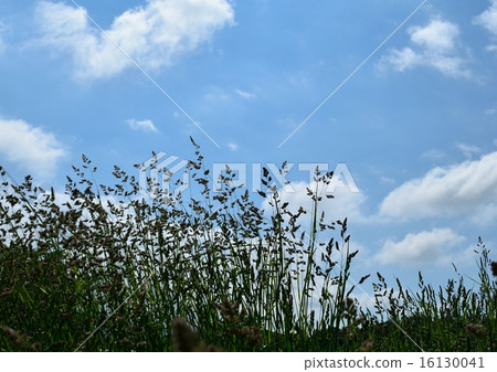 Summer grass sky 16130041