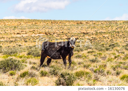 wild cow on canyonlands farm pasture in utah   16130076
