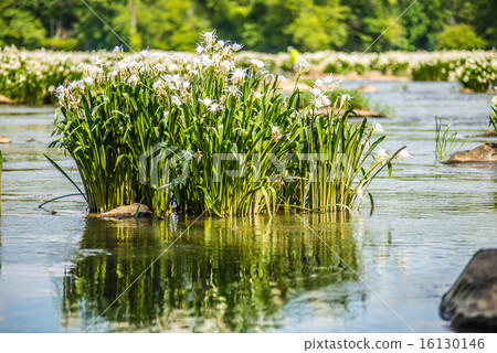 spider water lilies in landsford state park spider water lilies in landsford state park 16130146