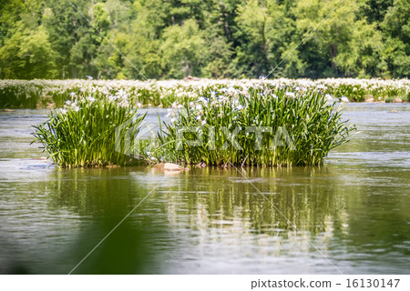 spider water lilies in landsford state park spider water lilies in landsford state park 16130147