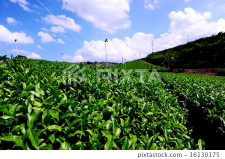 Yame的茶園 Yame的茶園 16130175