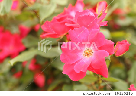 Awaji farm park rose of England's hill 16130210