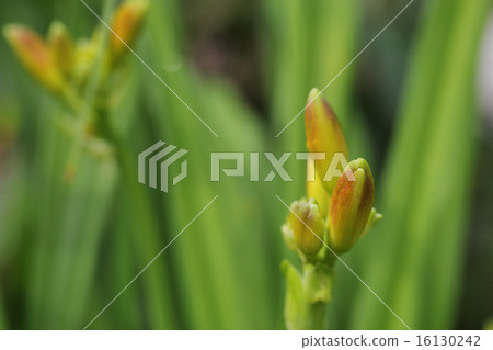 Flower bud of hemiscaris 16130242