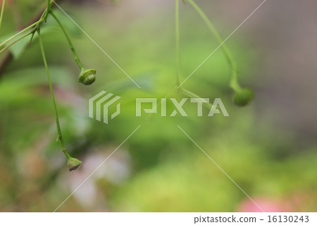 After a flower of a tulipana 16130243