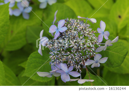 Kurohime · hydrangeas after flowers Kurohime · hydrangeas after flowers 16130244