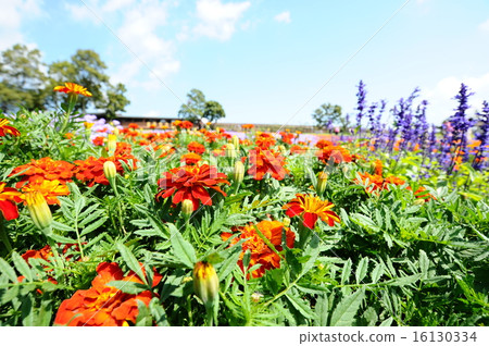 夏天的花朵 夏天的花朵 16130334