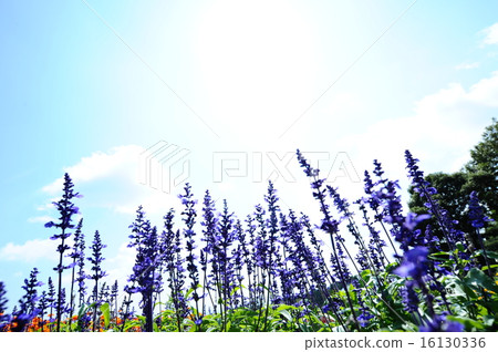 Blue salvia 16130336