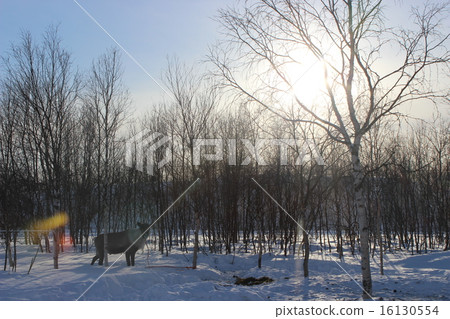 馴鹿和樹 16130554