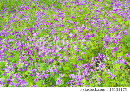 Murasakihanana集團 16131175