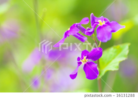 Murasakihanana 16131288