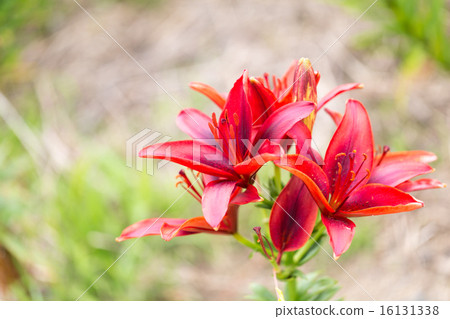 紅百合 紅百合 16131338