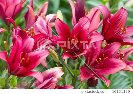 紅百合 紅百合 16131339