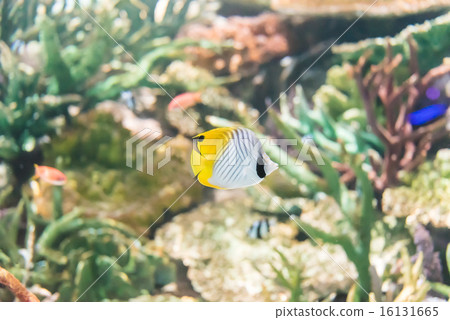 Tropical fish 16131665