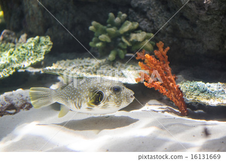 熱帶魚 熱帶魚 16131669