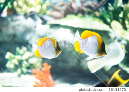 熱帶魚 熱帶魚 16131670