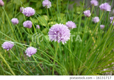 Chaivu Chaivu 16131717