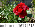 Rose   16131718