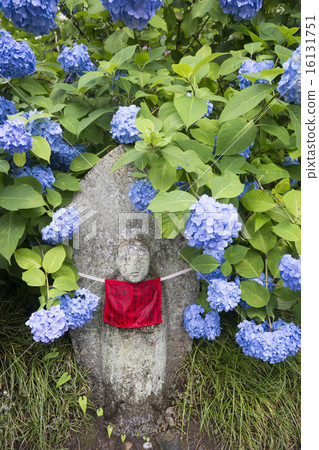 繡球花和野生佛 16131751